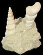 Beautiful Fossil Turritella Cluster - France #47963-1